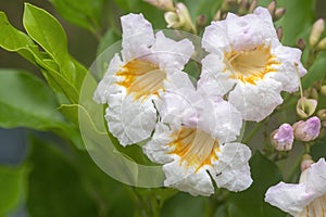 Summer Scent or Fragrant Empress flowers