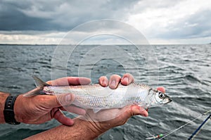 Summer sea fishing for herring