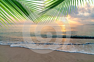 Summer sea with leaves palm at sunset and copy space,sky relaxing concept,beautiful tropical background for travel landscape