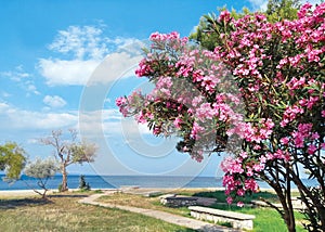 Summer seascape, park with blooming pink flowers, oleander tree, stone benches, beach. Romance on the background of the sea,