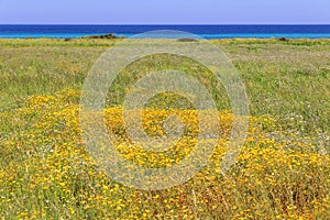 Summer seascape: The Regional Natural Park Dune Costiere.BRINDISI (Apulia)-ITALY-Marine dunes with wild flowers.