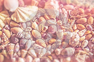 A summer seashell collection.