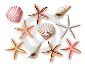 Summer seashells vector set. Beach sea shells collection and assorted aquatic objects