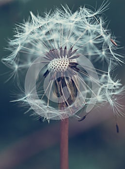 Summer season garden white dandelion