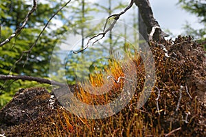 Summer season lying tree trunk inside a storm hidden area