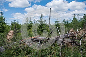 Summer season lying tree trunk inside a storm hidden area photo