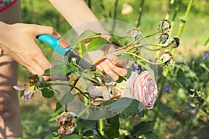 Womans hands with secateurs cutting off wilted flowers on rose bush