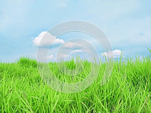 Summer Serenity: Green Grass Under a Blue Sky with White Fluffy Clouds