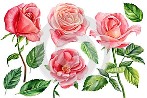 Summer set of beautiful flowers. Roses, buds and leaves on a white background, watercolor floral elements