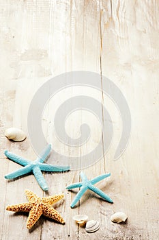 Summer setting with sea shells on old wooden background