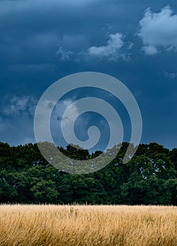 Summer shower in Nonsuch Park