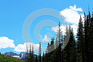 Summer Silhouette of Colorado Pines