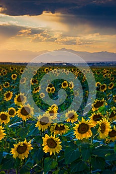 Summer Skies and Sunflowers