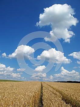 Summer sky over field path