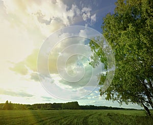 Summer sky tree field