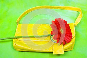 Summer slill life with gerbera