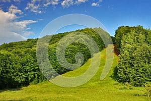 Summer slope cut trough dense lush forest.