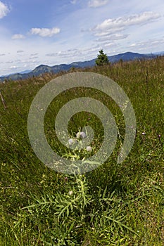 Summer Slovak Mountain Great Fatra, Velka Fatra, peaks Nova Hola 1361 m and Zvolen 1403 m, views from them, Slovakia