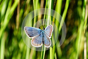 A blue butterfly froze on a green blade of grass
