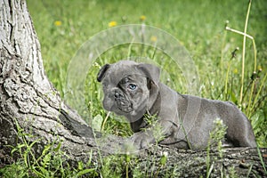 In summer  small French Bulldog puppies are on the grass near the driftwood