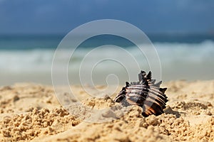 Summer snapshot. black and white seashell