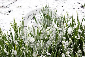 Summer snowfall.