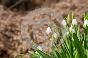 Summer Snowflake Flowers