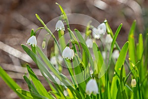 Summer Snowflake Flowers