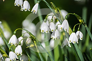 Summer snowflake flowers Leucojum aestivum photo