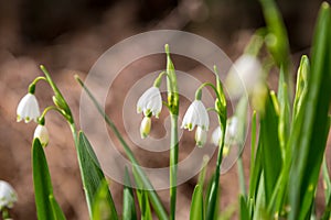 Summer Snowflake Flowers