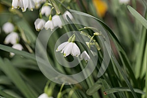 Summer snowflake Leucojum aestivum