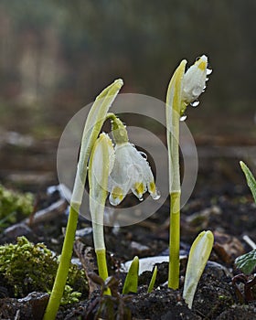 Summer snowflake