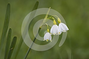 Summer snowflake, Leucojum aestivum