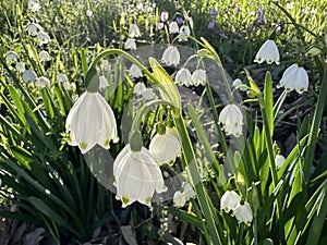 Summer snowflake or Loddon lily (lat.- Leucojum aestivum photo