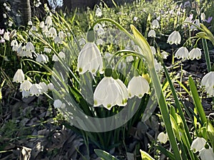 Summer snowflake or Loddon lily (lat.- Leucojum aestivum photo