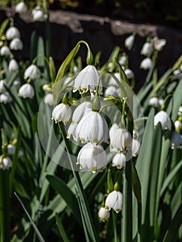 Summer snowflake or Loddon lily (leucojum aestivum) flowering with white pendant flowers with greenish marks