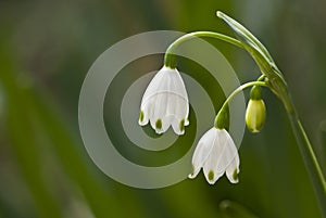 Summer Snowflakes (aka spring snowflakes)