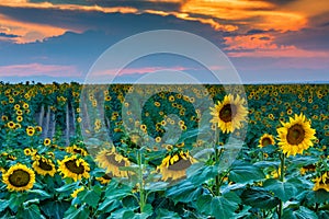 A Summer Softness In Colorado