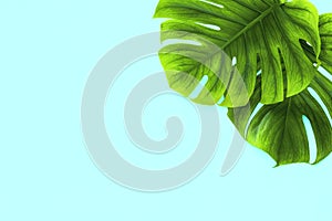 Summer spa flat lay background with monstera leaves, blank space for a text