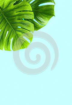 Summer spa flat lay background with monstera leaves, blank space for a text