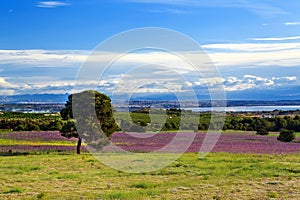 Summer spanish landscape