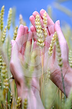 Summer spike in woman hands