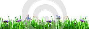 Summer, spring background of bright green grass with small delicate purple flowers and butterflies, moths, isolated on a white bac