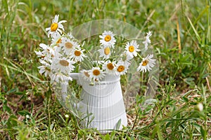 Summer or spring beautiful garden with daisy flowers