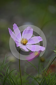 Summer spring bright flower sunny pink cosmos flowers