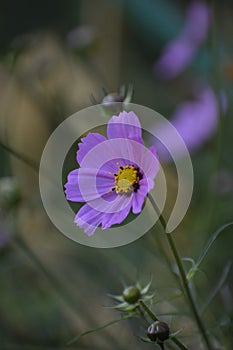 Summer spring bright flower sunny pink cosmos flowers