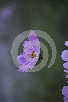 Summer spring bright flower sunny pink cosmos flowers