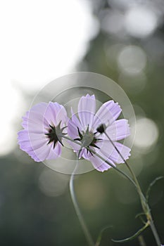 Summer spring bright flower sunny pink cosmos flowers