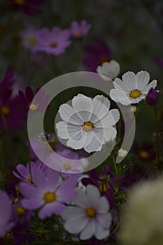 Summer spring bright flower sunny pink cosmos flowers