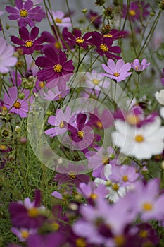 Summer spring bright flower sunny pink cosmos flowers